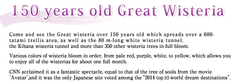 Come and see the Great wisteria over 150 years old which spreads over a 600- tatami trellis area, as well as the 80 m-long white wisteria tunnel,the Kibana wisteria tunnel and more than 350 other wisteria trees in full bloom.Various colors of wisteria bloom in order, from pale red, purple, white, to yellow, which allows you to enjoy all of the wisterias for about one full month.CNN acclaimed it as a fantastic spectacle, equal to that of the tree of souls from the movie "Avatar",and it was the only Japanese site voted among the "2014 top 9 world dream destinations".