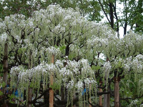 小庭木白藤20060502.jpg