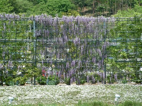 小むらさき藤のスクリーン20503.jpg