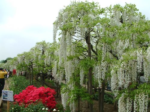 変換 ~ 2006050905.jpg