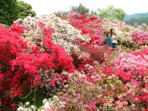 変換 ~ 2006050909.jpg