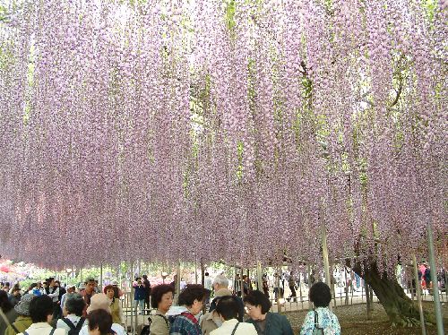 変換 ~ 2006050923.jpg