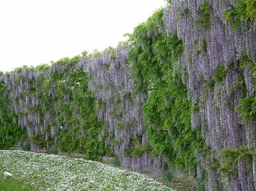 変換 ~ 2006050931.jpg