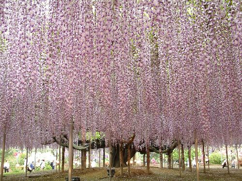 変換 ~ 2006050907.jpg