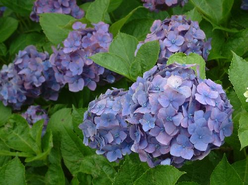 あじさい1.jpg