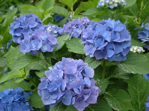 あじさい3.jpg