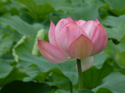 蓮1.jpg