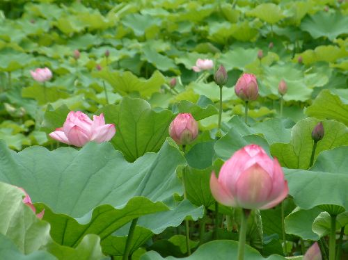 蓮2.jpg