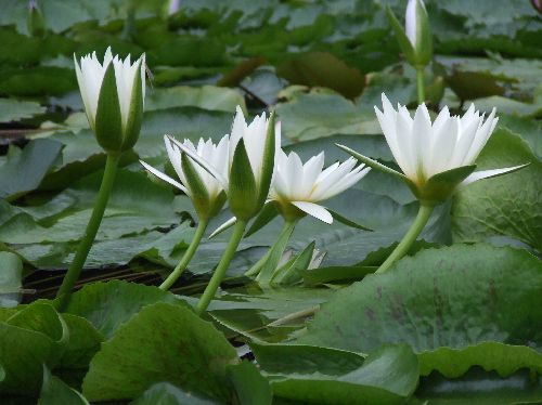 20060911スイレン3.jpg