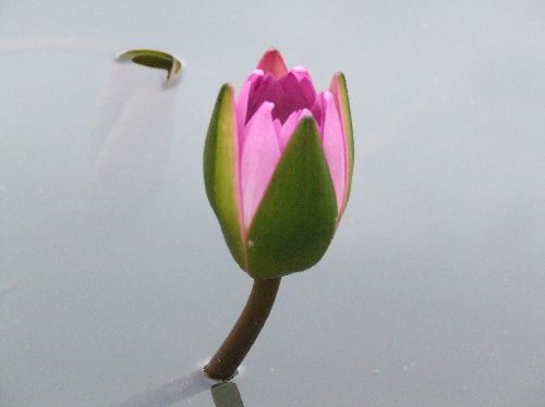 20060911スイレン4.jpg