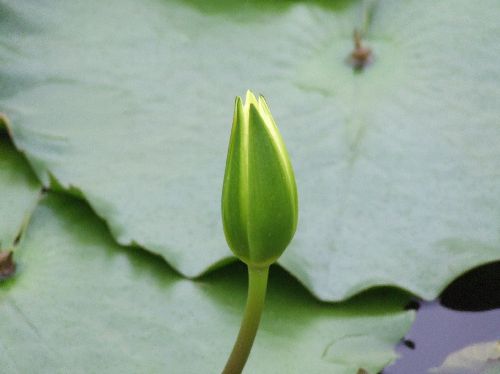 20060911スイレン6.jpg