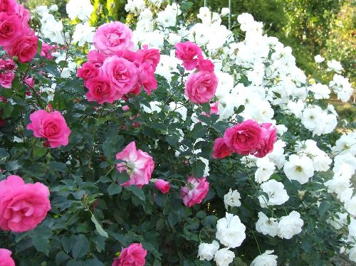 バラ20061109002.jpg