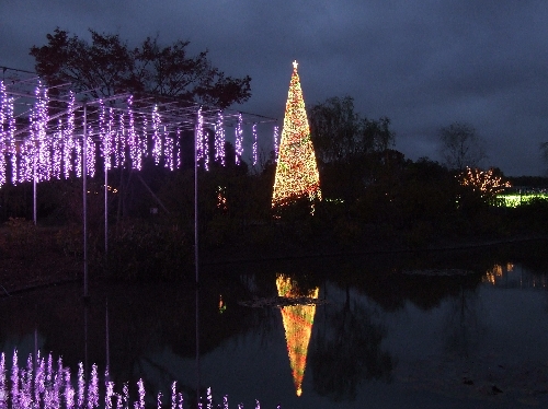 大藤&クリスマスタワー20061127001.jpg