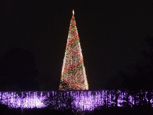 大藤イルミ&クリスマスタワー20061214001.jpg