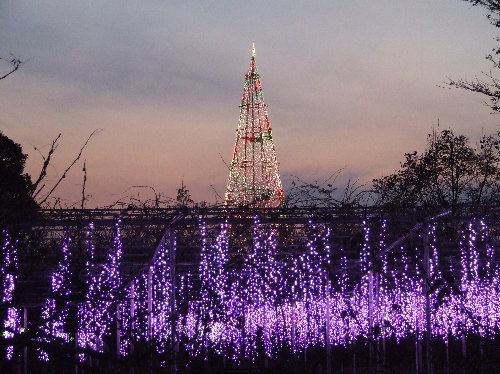 大藤&クリスマスタワー20061205001.jpg