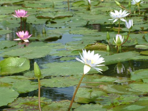 スイレン2006080301.jpg
