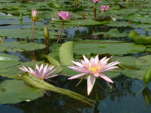 スイレン2006080302.jpg