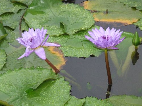スイレン2006081701.jpg