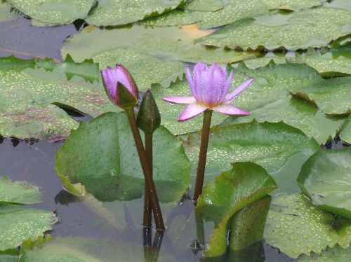 スイレン2006081702.jpg