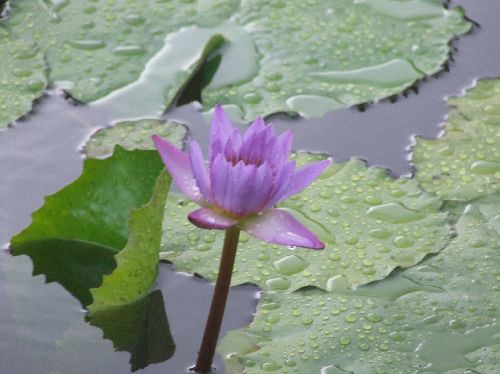 スイレン2006081704.jpg
