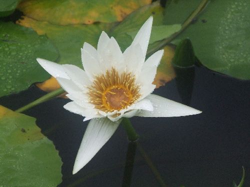 スイレン2006081705.jpg