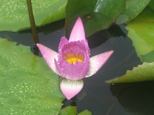 スイレン2006081706.jpg