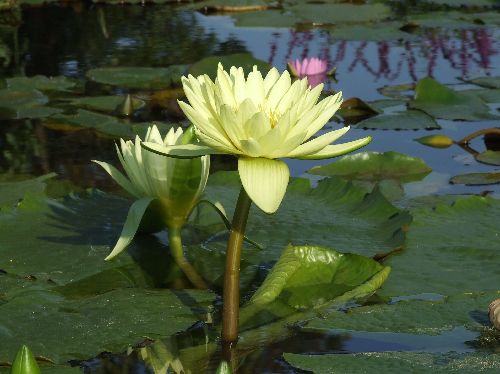 スイレン20061010005.jpg