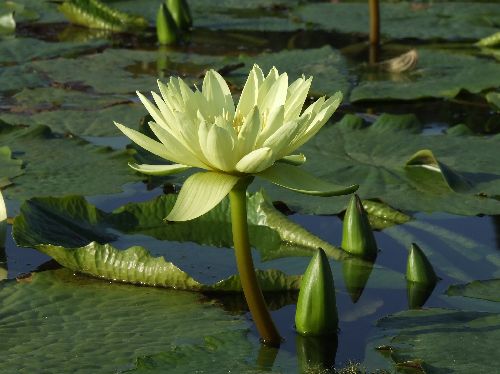 スイレン20061010006.jpg