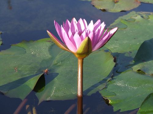 スイレン20061010007.jpg