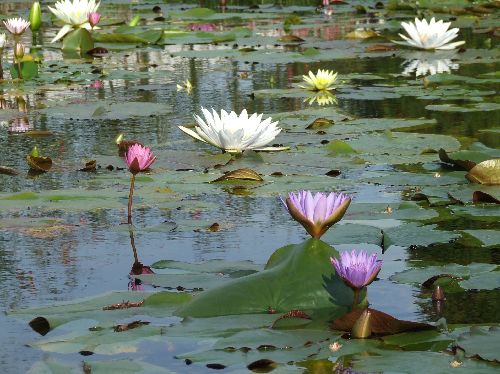 スイレン20061026001.jpg