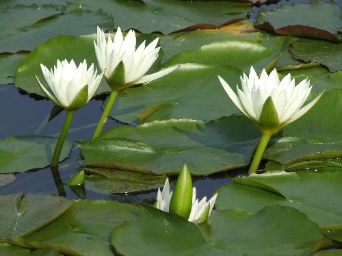 スイレン20061101003.jpg