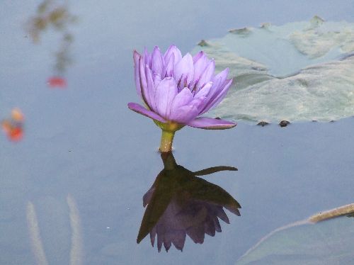 スイレン20061109002.jpg