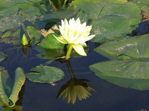 スイレン20061109003.jpg