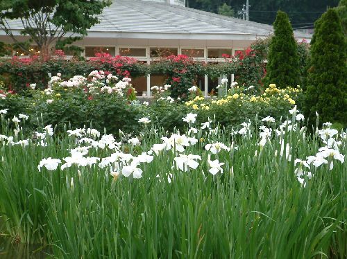 菖蒲20060608005.jpg