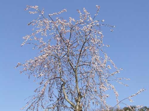 20070326_sidaresakura_001.jpg