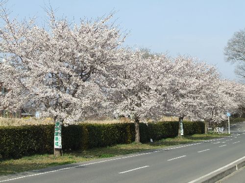 20070405_sakura_001.jpg