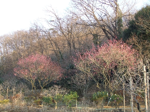 _kankoubai_20070130004.jpg