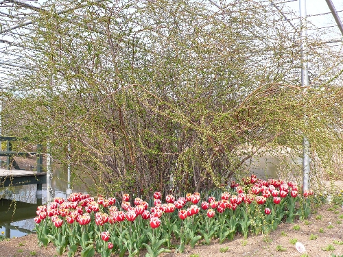 20080317_chulip_002.jpg