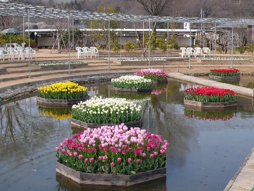20080317_flower_stage_001.jpg