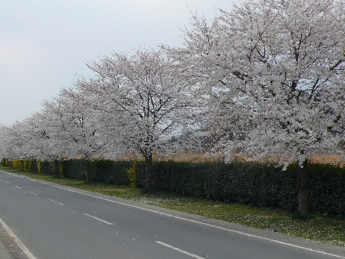 20080403_sakura_001.jpg