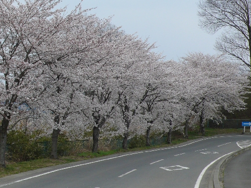 20080403_sakura_002.jpg