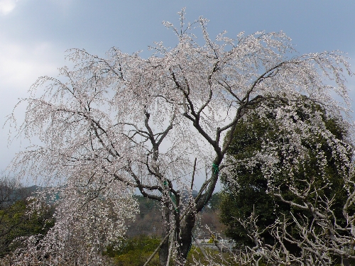20080403シダレザクラ001.jpg