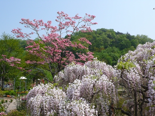 20080423_usubeni_001.jpg
