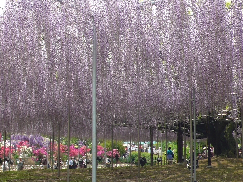 20080501_oofuji_002.jpg