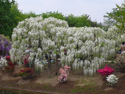 20080502_sirofuji_011.jpg