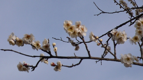20090219ウメ001.jpg