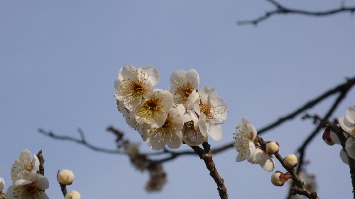20090219ウメ002.jpg