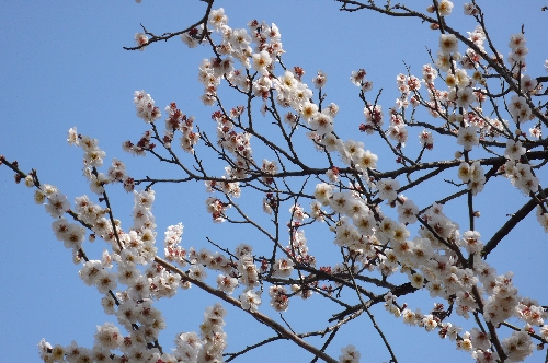 20090305ウメ001.jpg