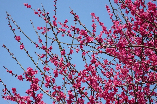 20090305ウメ002.jpg
