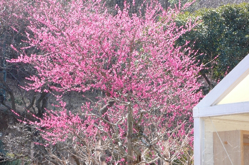 20090312ウメ001.jpg